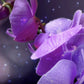 Victoria’s Secret Elixir Nocturne Shimmer Fragrance Mist 250 ml | Forbidden Nectarine & Orchid